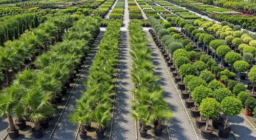 Supply Trees and Palm Trees